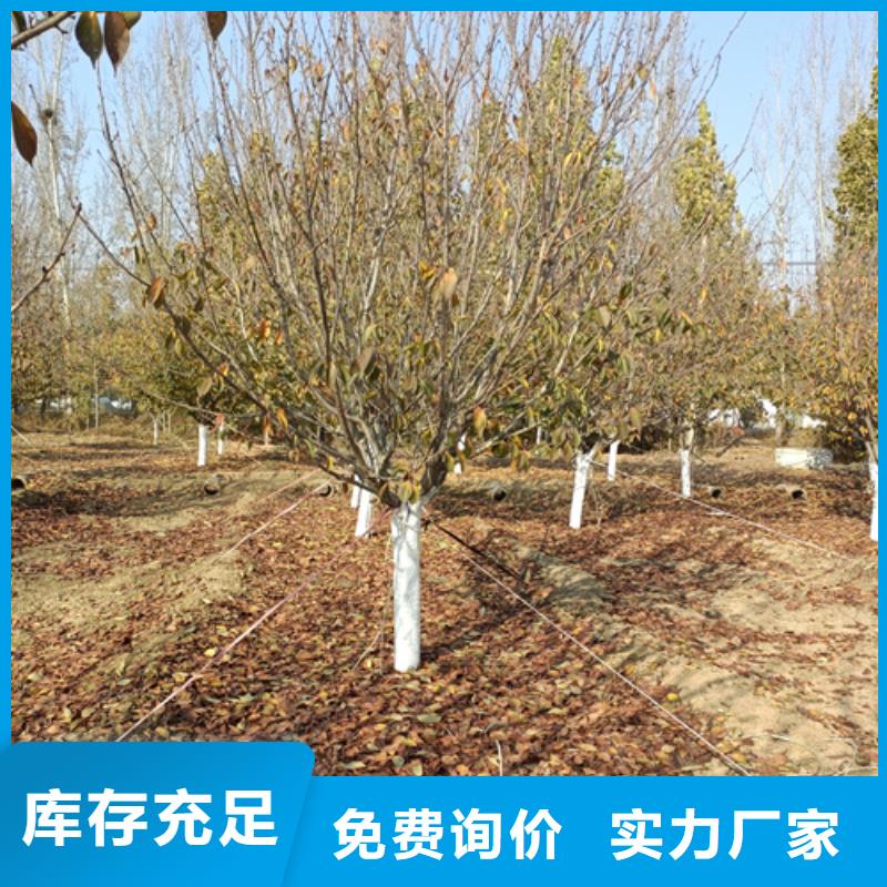 【法桐国槐工厂采购】