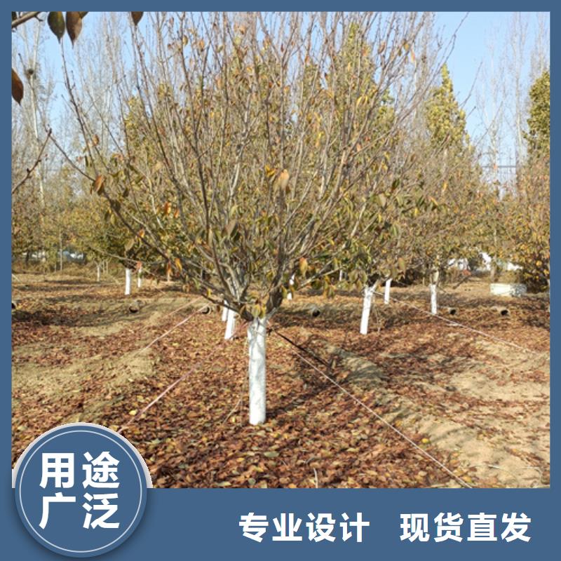 法桐现货采购