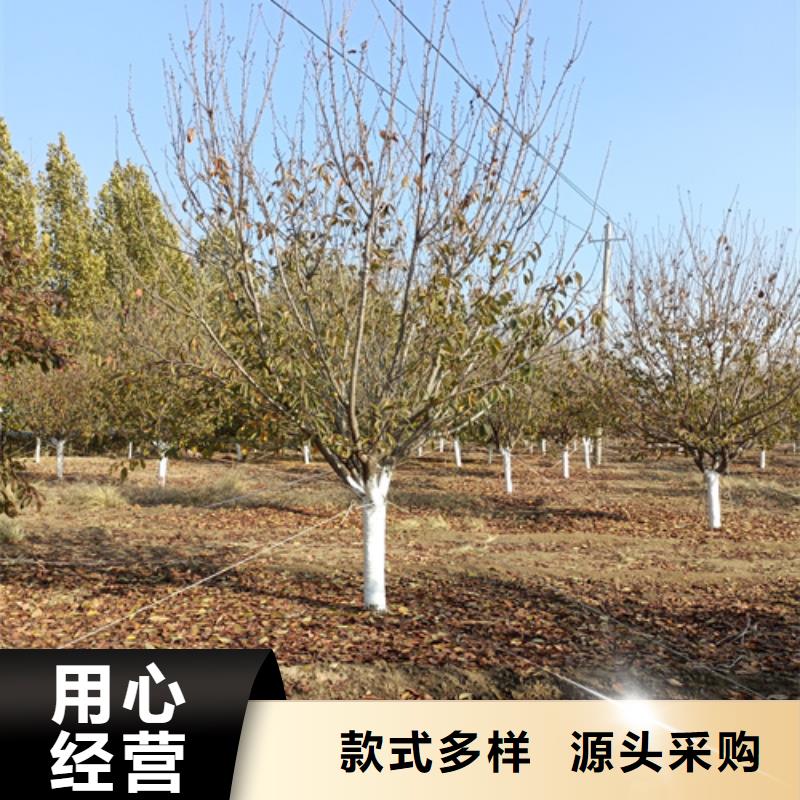 法桐【国槐】源厂定制