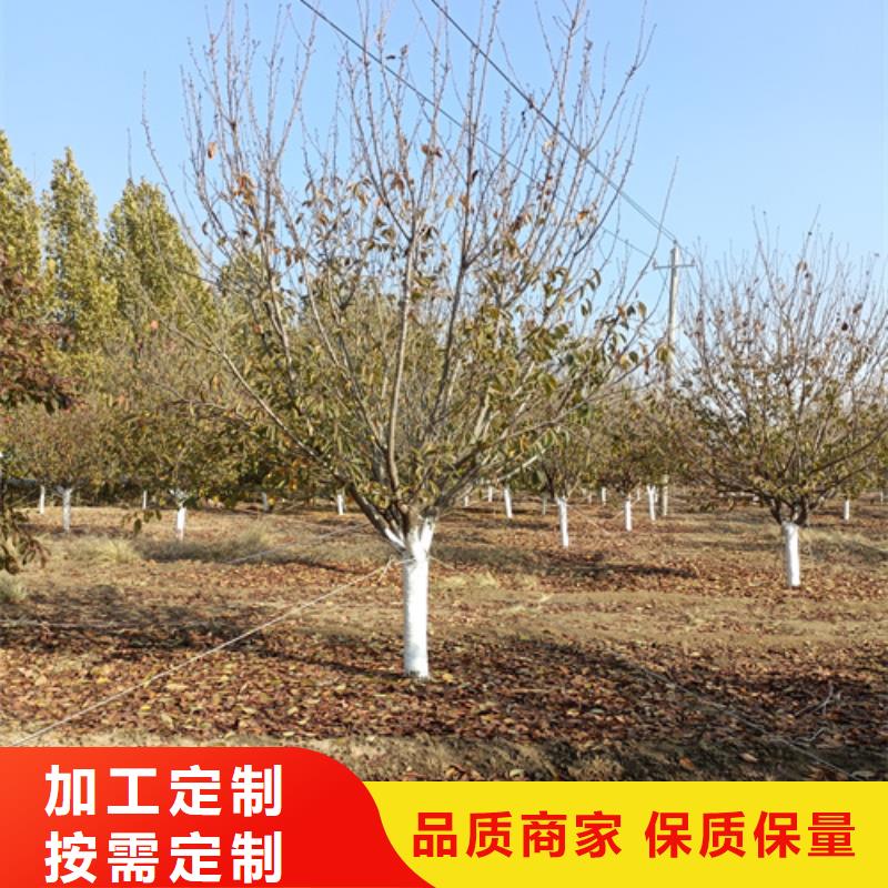 法桐-北京栾您想要的我们都有