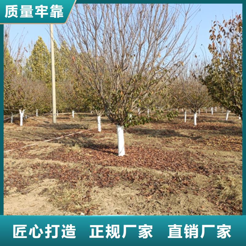 法桐黄金槐订购