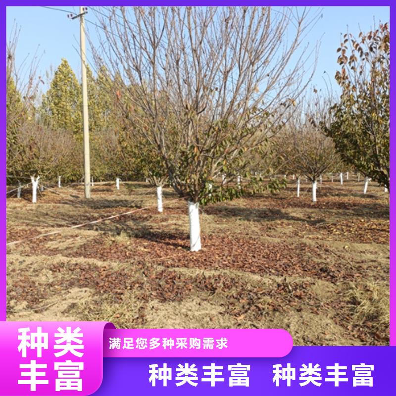 法桐国槐多年行业积累