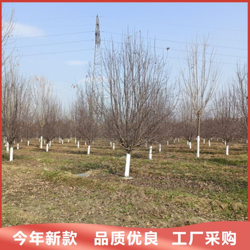 法桐厂家直销供货稳定