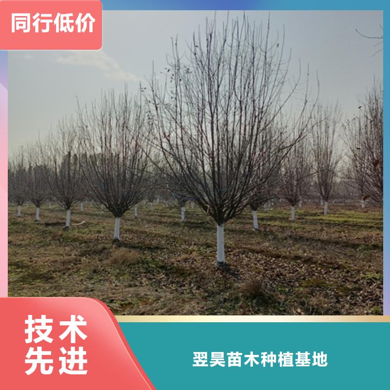 法桐截杆发帽源头工厂量大优惠