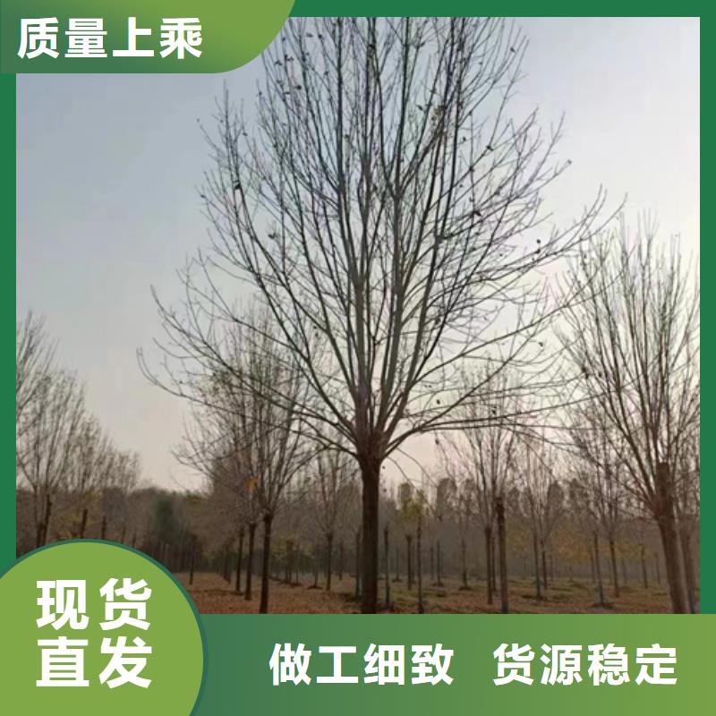 法桐_截杆发帽快速发货