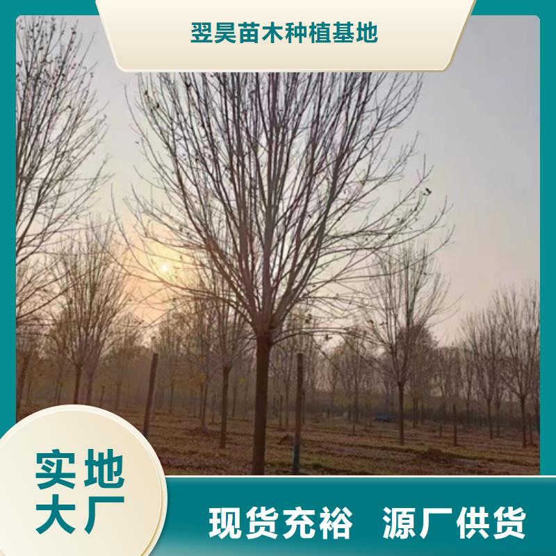 法桐服务至上