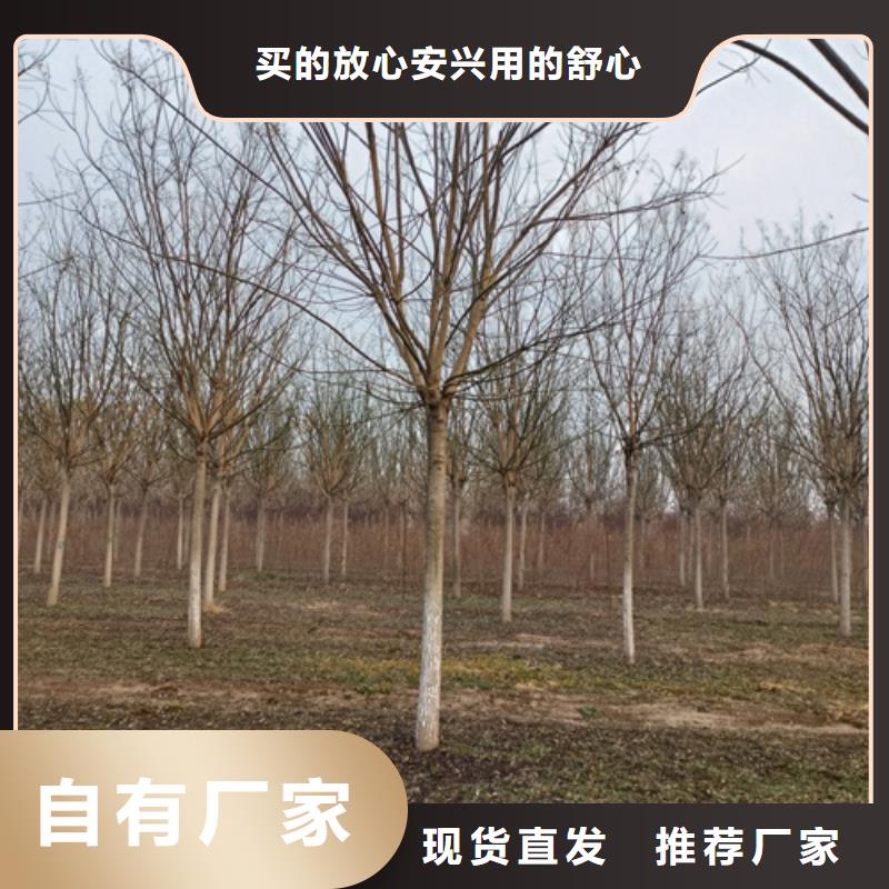 法桐金叶白蜡核心技术