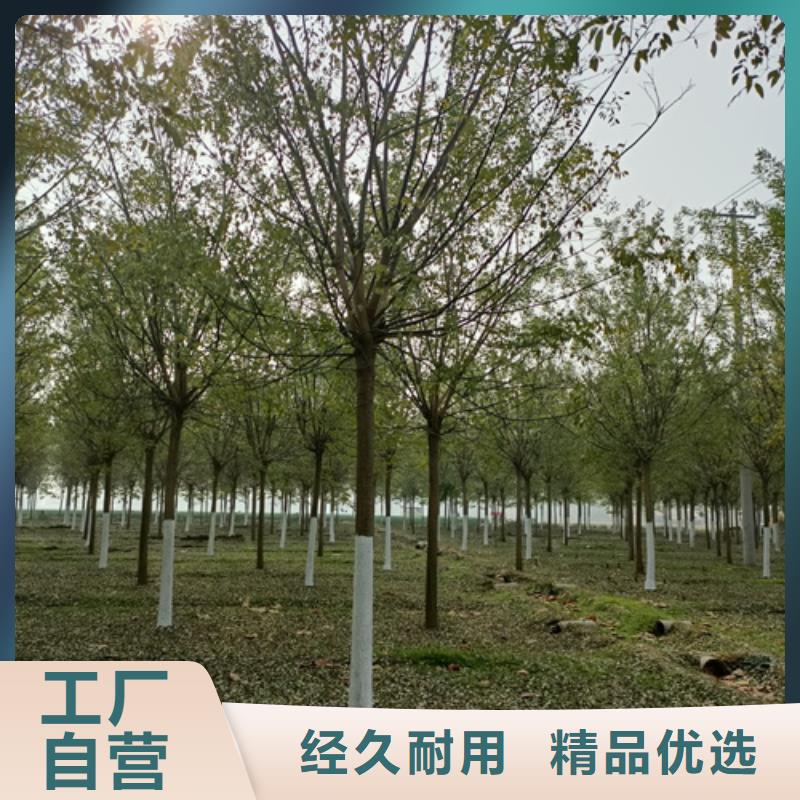 法桐-白蜡客户满意度高