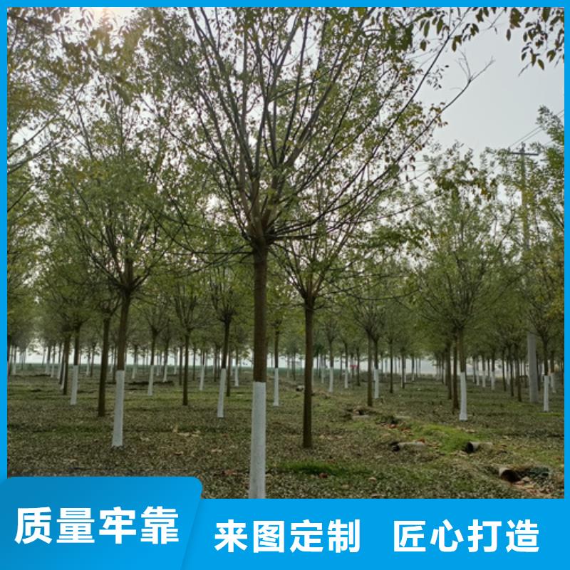 法桐-金叶复叶槭现货满足大量采购