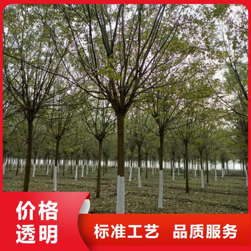 法桐黄金槐订购