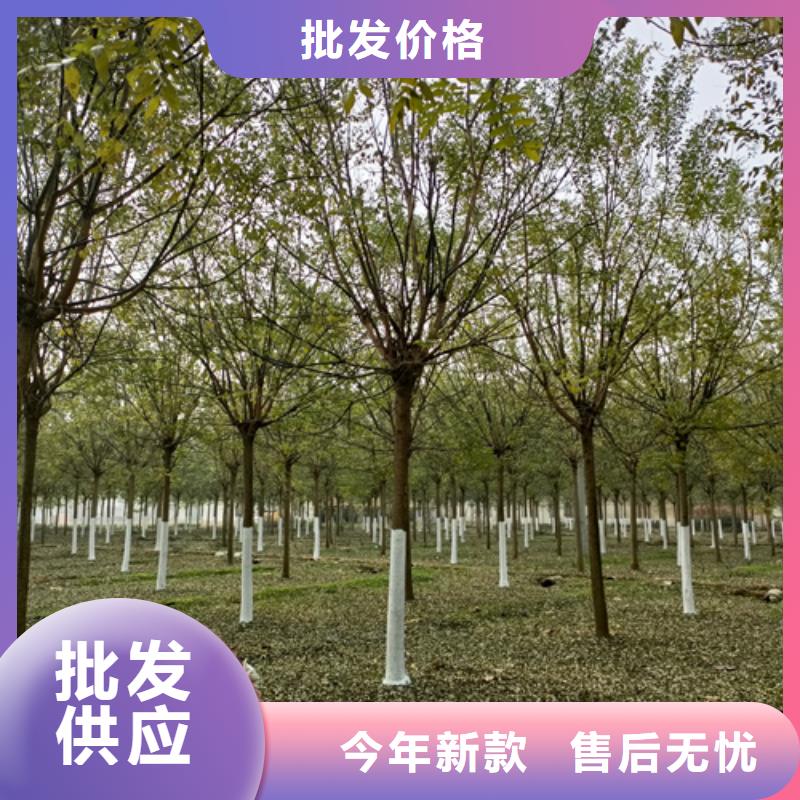 法桐美国红枫研发生产销售