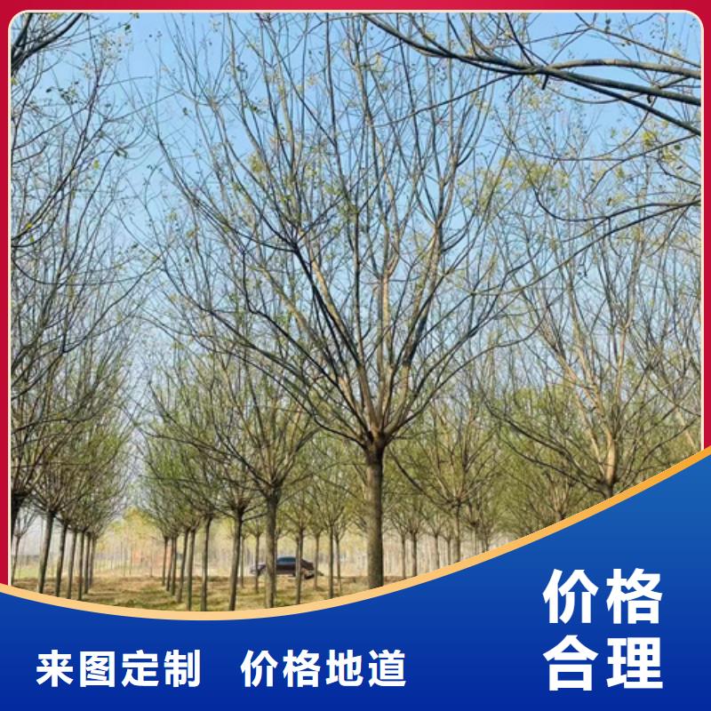 法桐黄金槐客户满意度高
