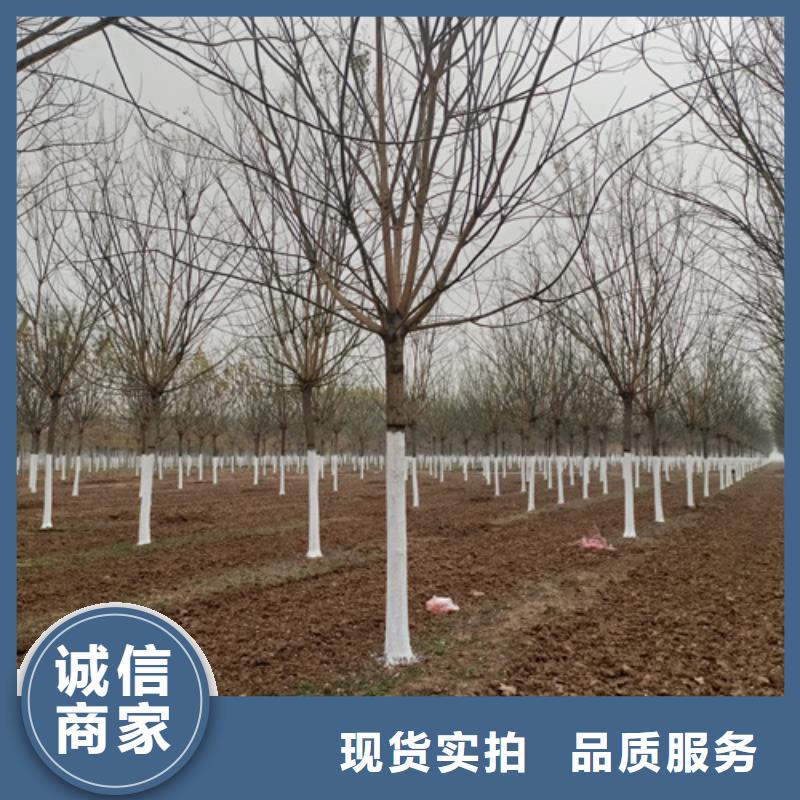 法桐美国红枫优选货源