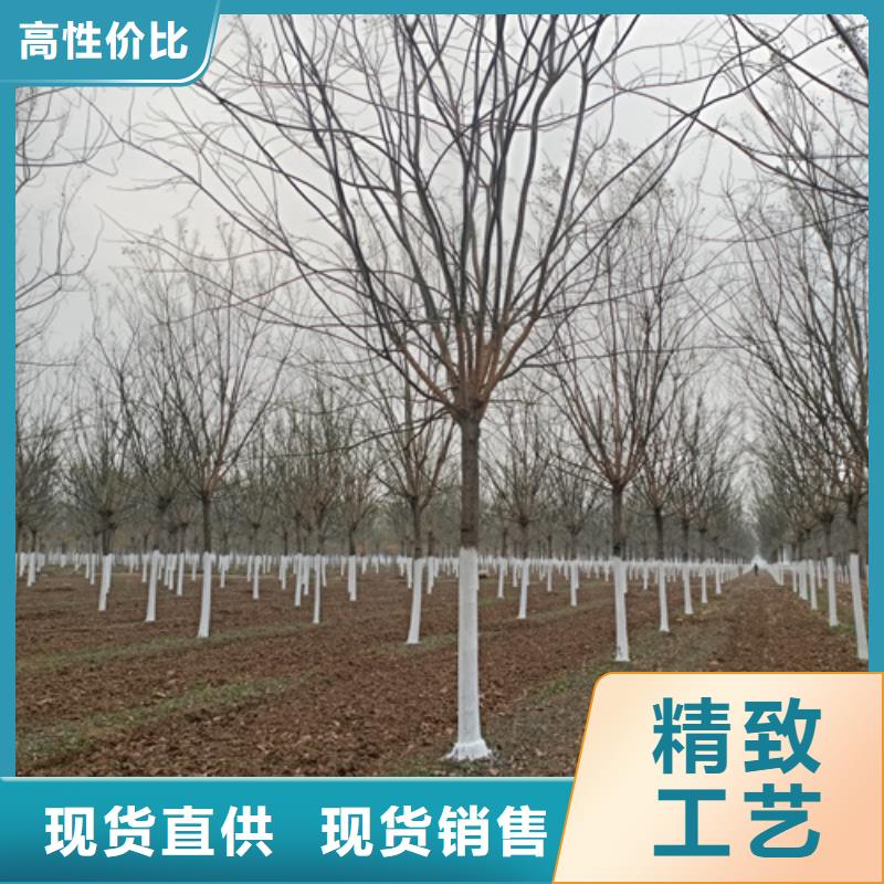 法桐,五角枫多行业适用