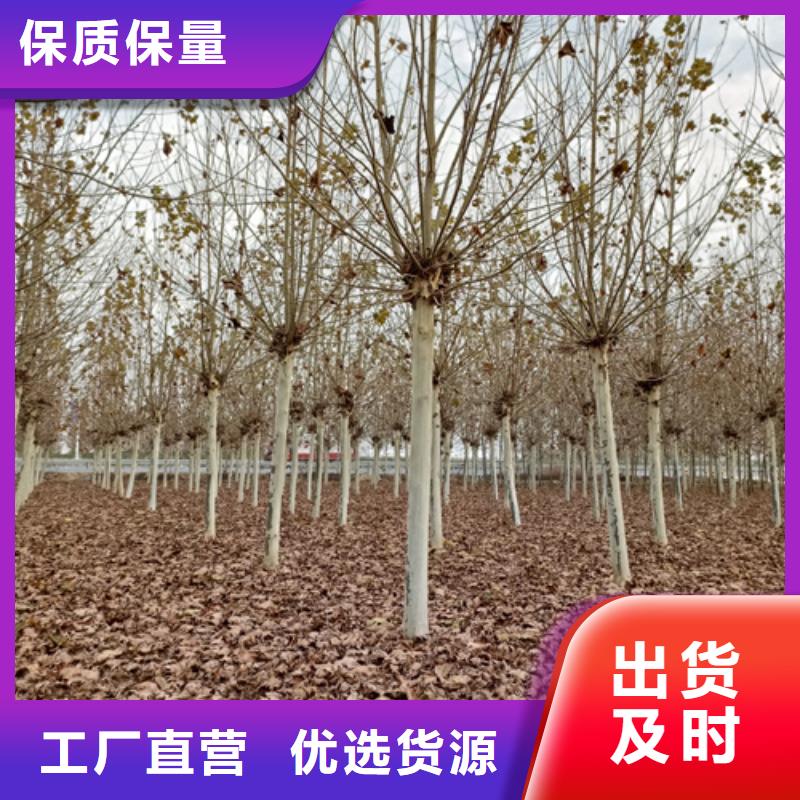 法桐,【黄金槐】匠心品质