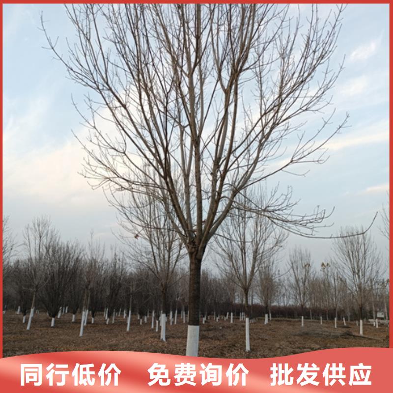 【法桐-国槐产地厂家直销】