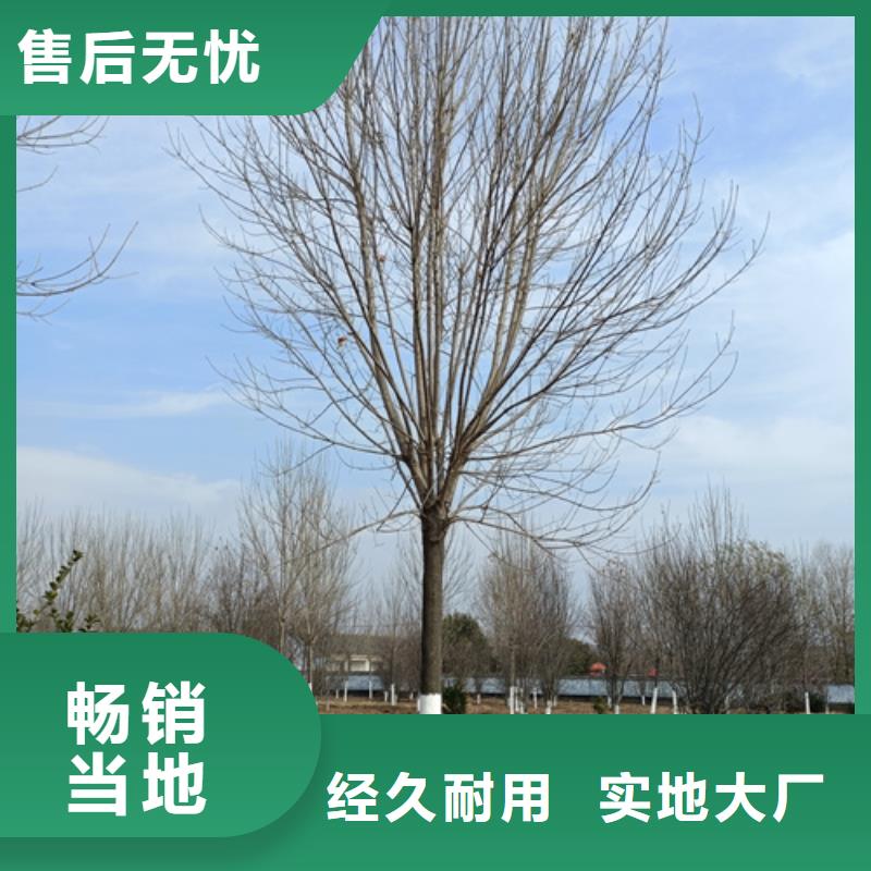 法桐,五角枫多行业适用