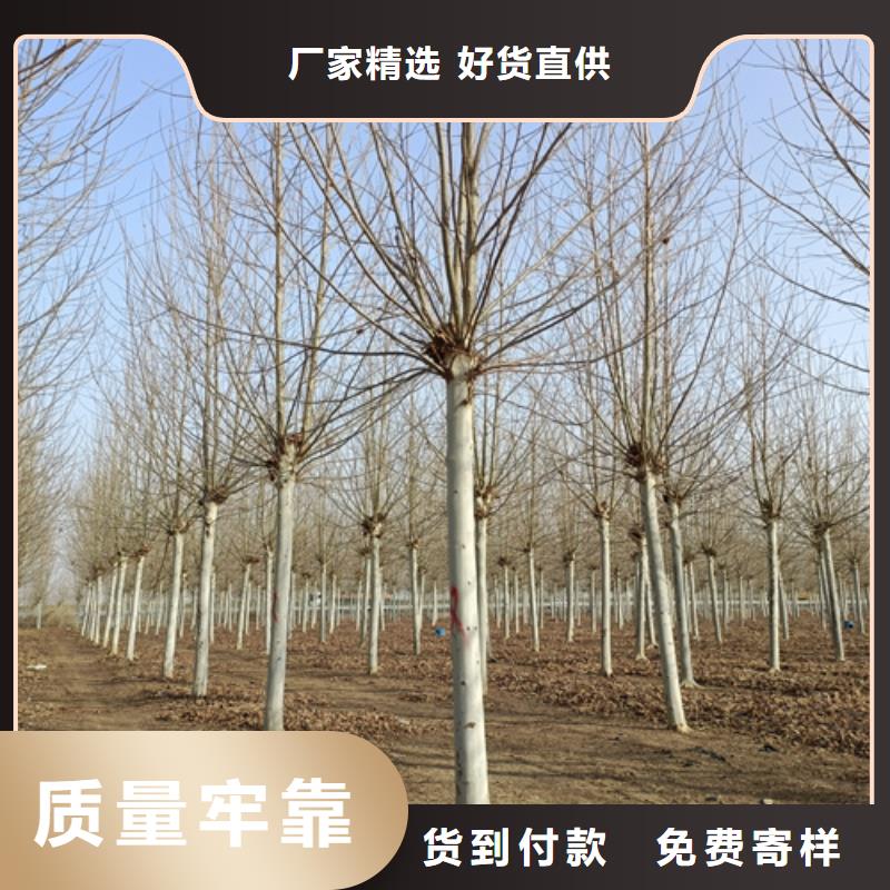 法桐原生冠法桐质量无忧