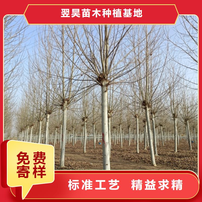 法桐五角枫设计合理