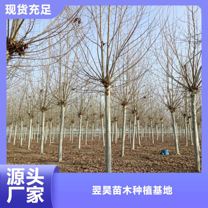 法桐西府海棠精挑细选好货