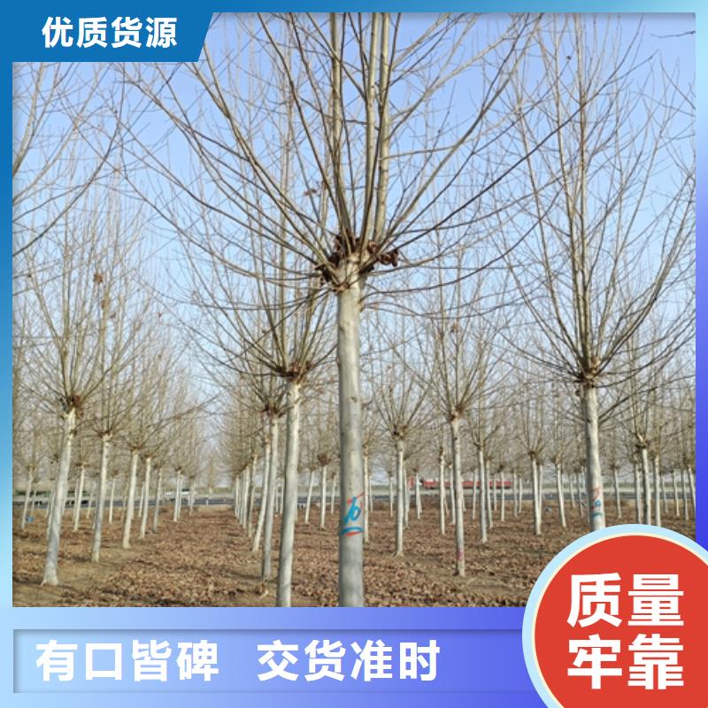 法桐白蜡按需设计