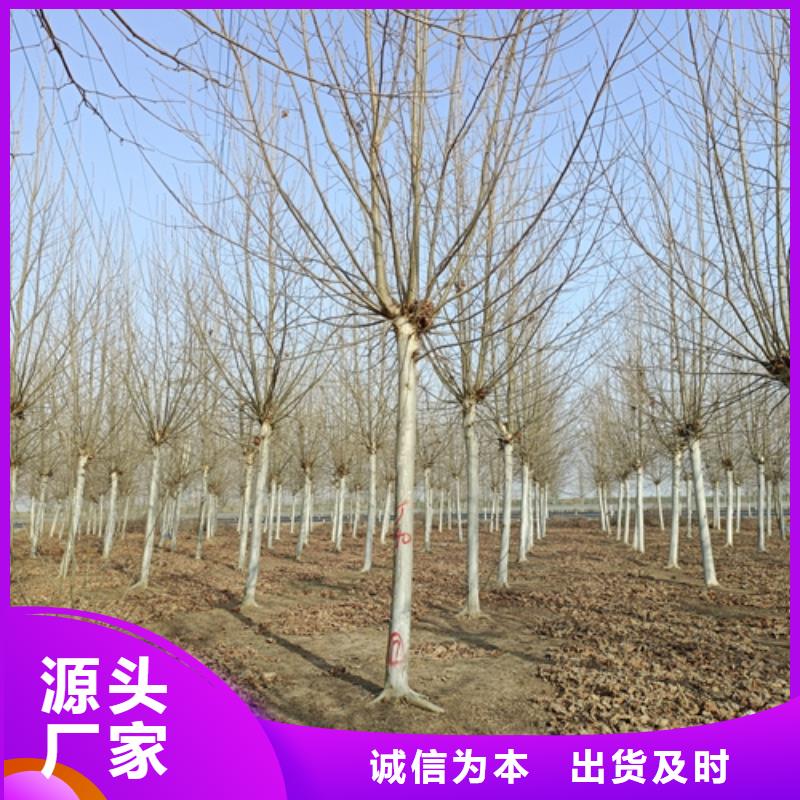 法桐五角枫自有生产工厂
