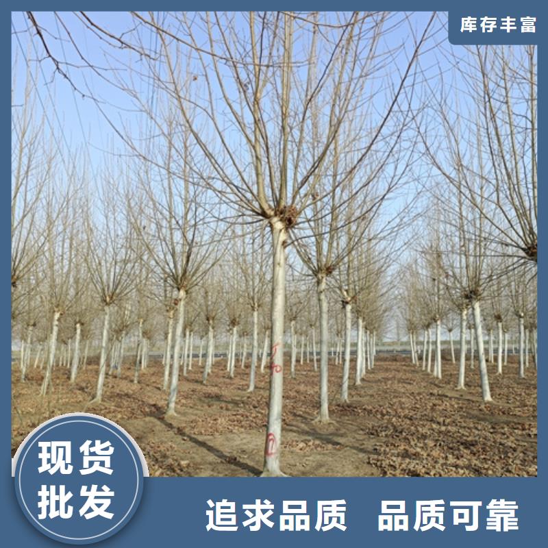 法桐原生冠法桐真材实料加工定制