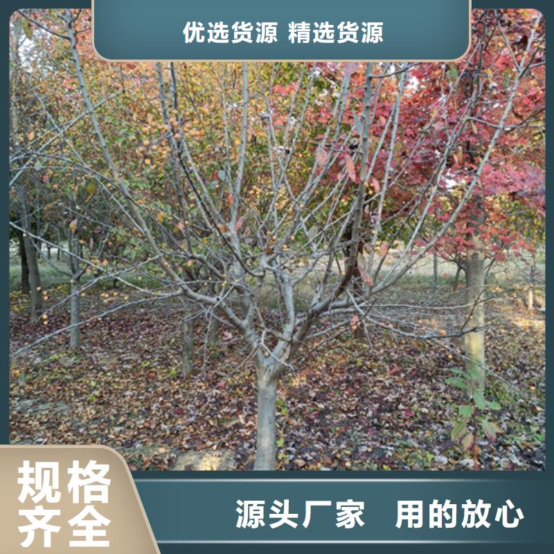 法桐北京栾诚信商家服务热情