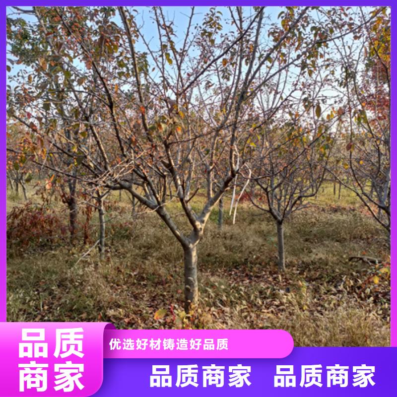 【法桐】,黄金槐好货有保障