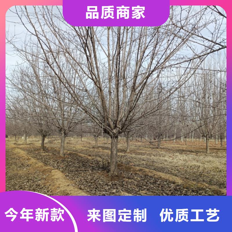 【法桐秋紫白蜡详细参数】