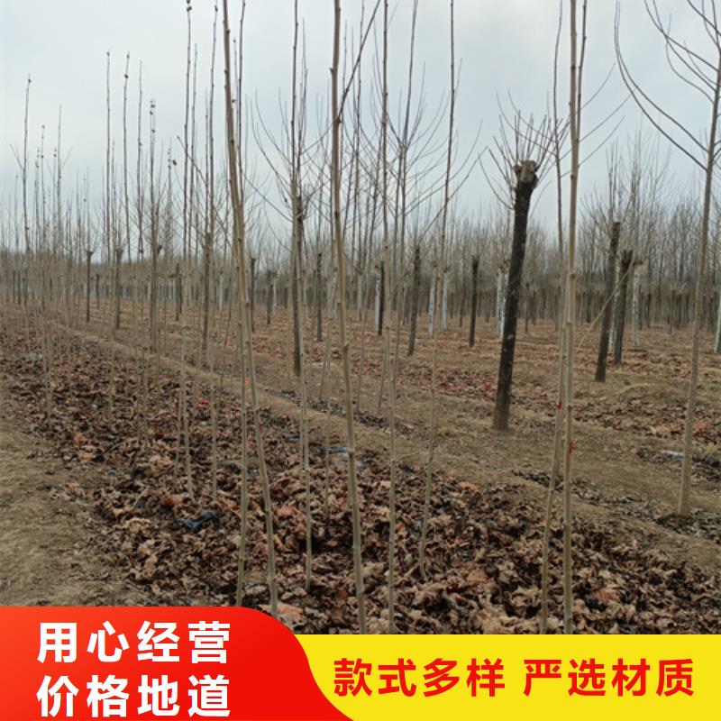 法桐北京栾诚信商家服务热情