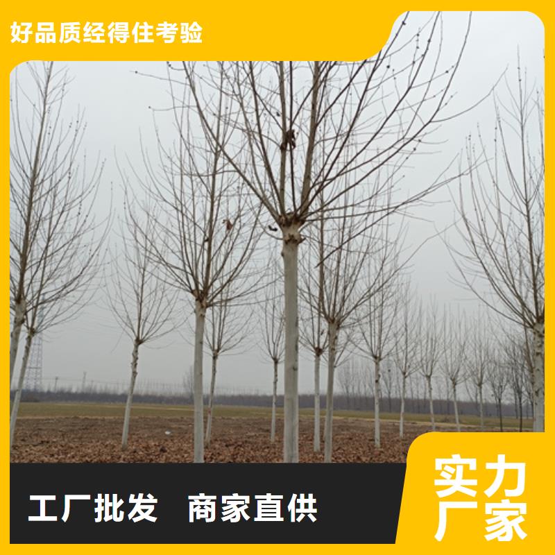 【法桐】美国红枫可接急单