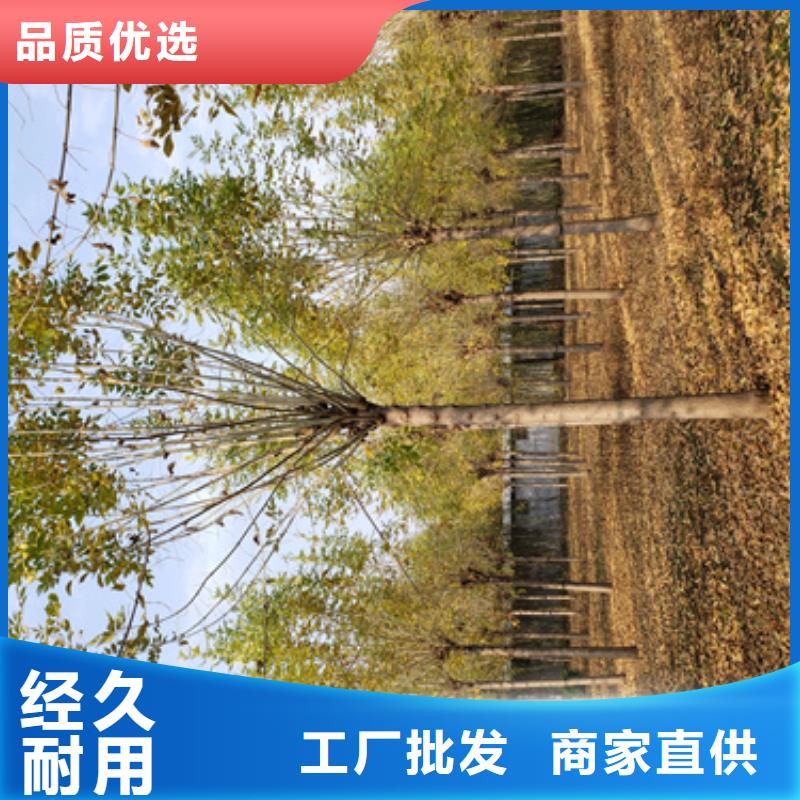 法桐金叶槐专注细节更放心