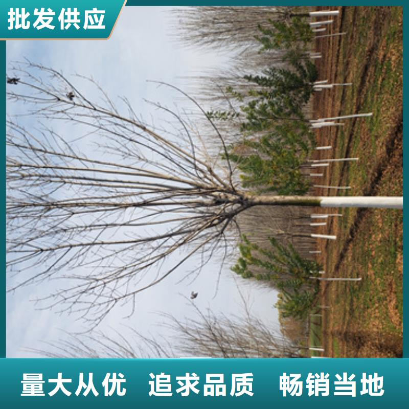 法桐金叶复叶槭厂家直销放心
