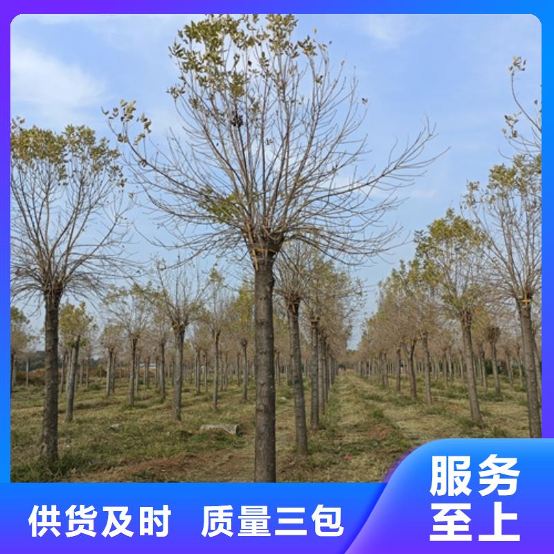 法桐白蜡产品细节参数