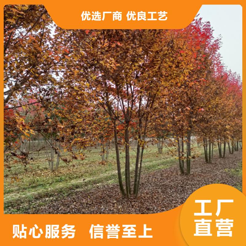 法桐黄金槐客户满意度高