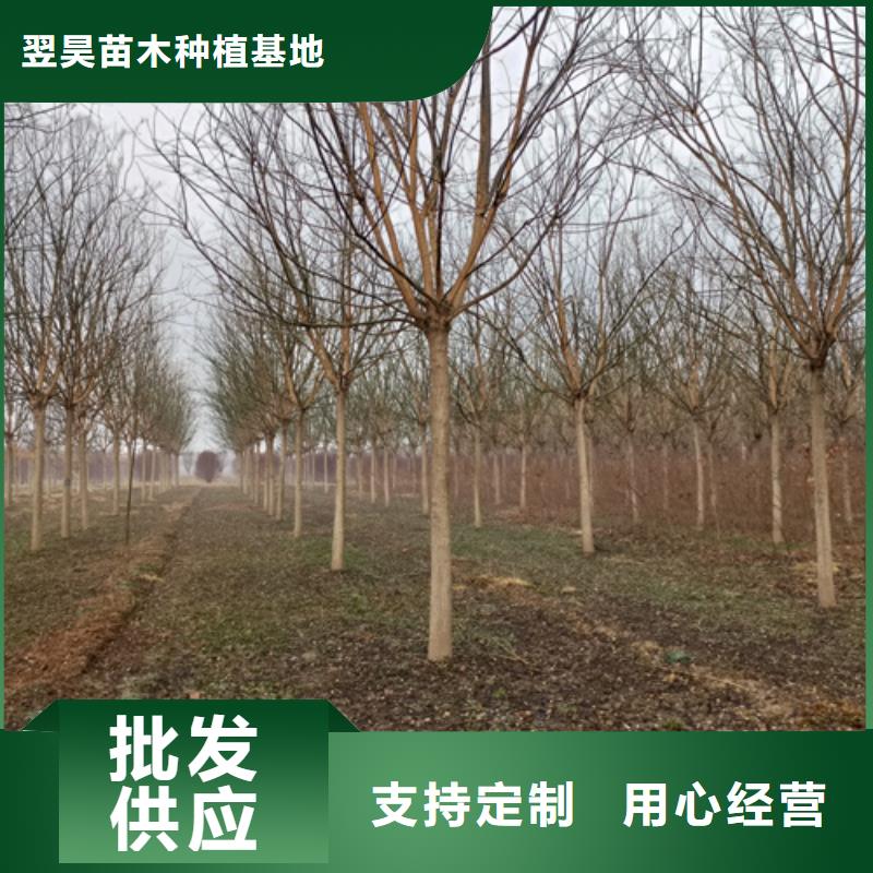 【法桐源头厂家量大价优】