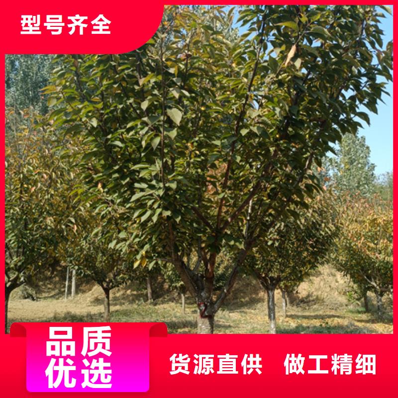 法桐原生冠法桐质量无忧