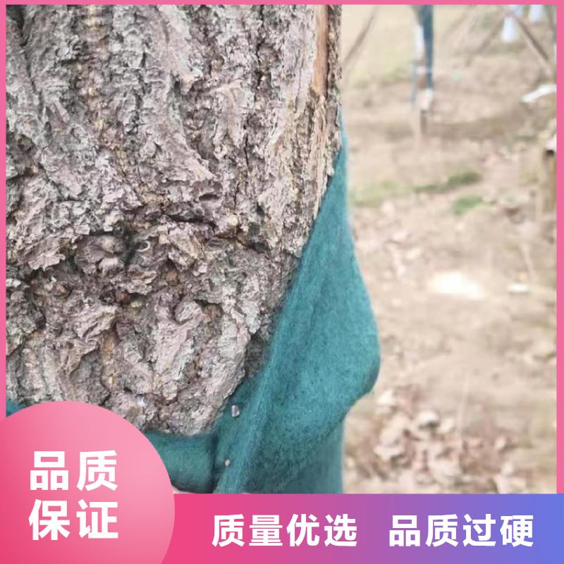 裹树布_塑料盲沟工厂直营