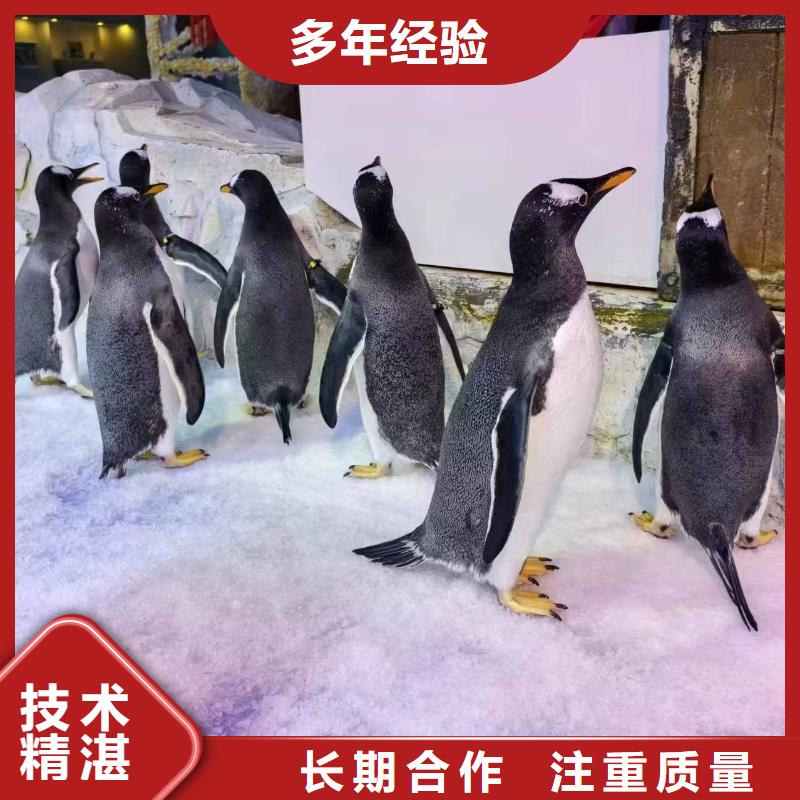 企鹅展览实业厂家