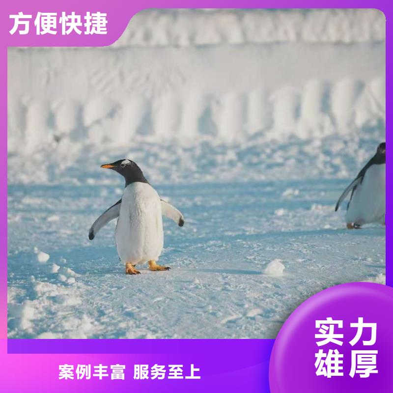 质优价廉的企鹅展览基地