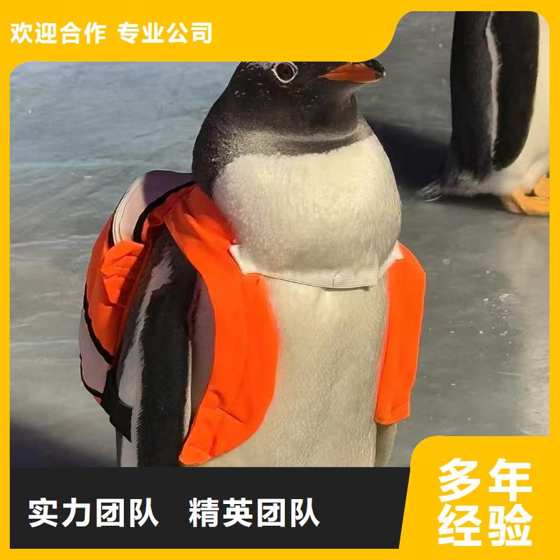 巴布亚企鹅厂家直售