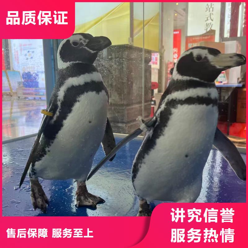 巴布亚企鹅、巴布亚企鹅生产厂家