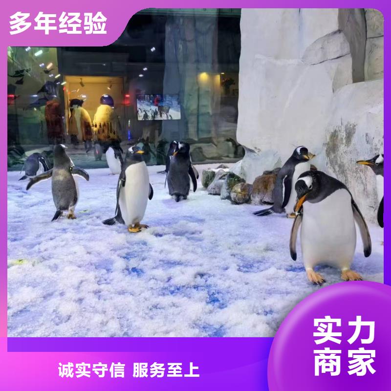 企鹅展览参数图文介绍