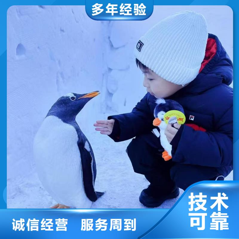 企鹅出租优质厂家