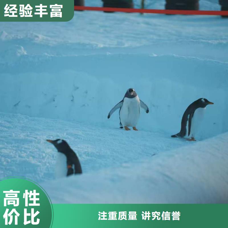 企鹅展览参数图文介绍