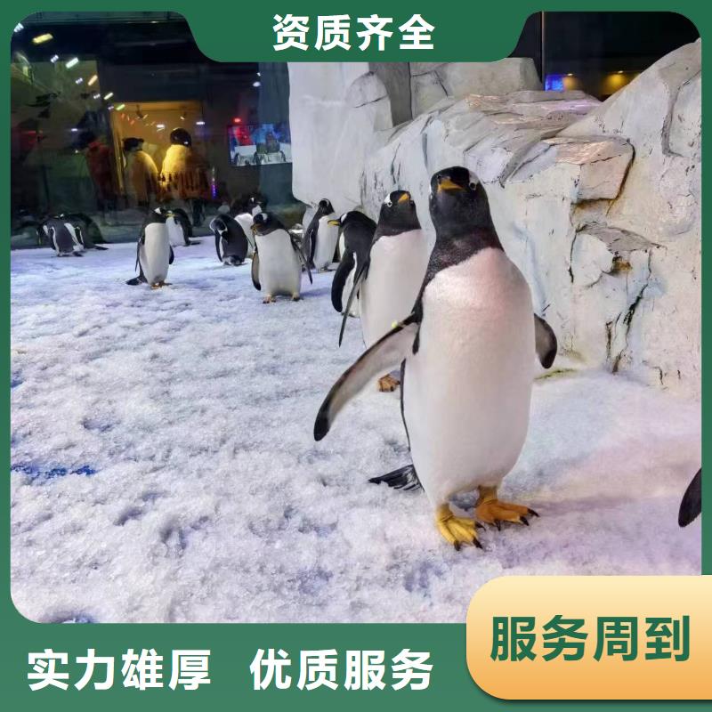 巴布亚企鹅样式众多