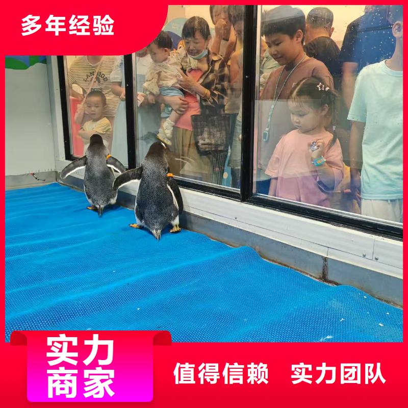 企鹅展览参数图文介绍