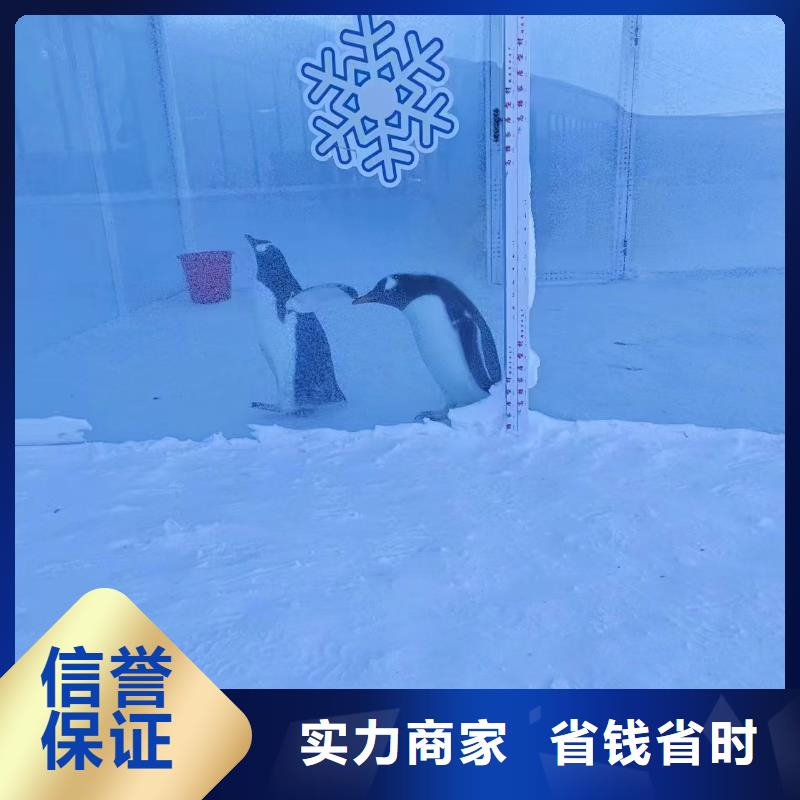 企鹅展览厂家-生产销售一体