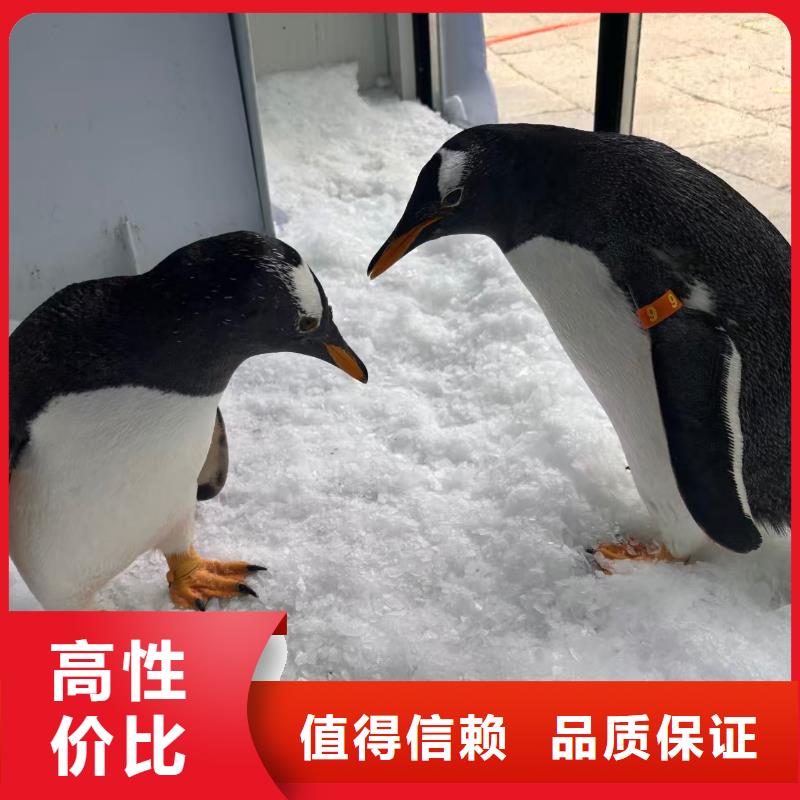 企鹅展览老客户回购较多